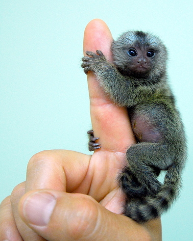 Baby Marmoset.jpg