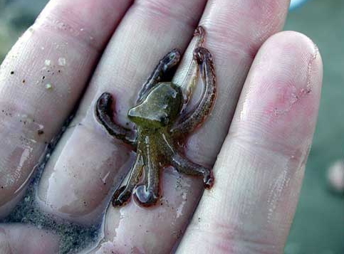 Baby Octopus.jpg