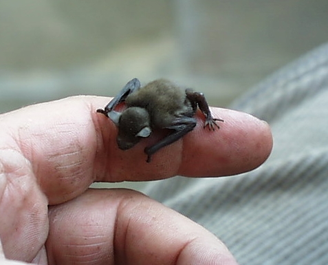 baby pipistrelle.jpg