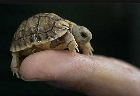 Baby turtle squee.jpg