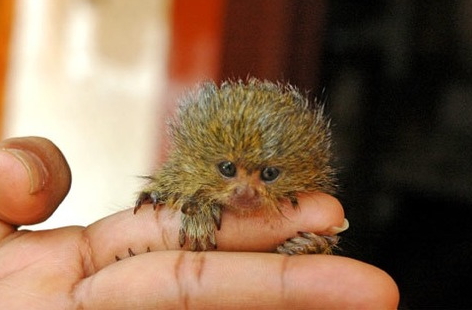 Bebeh pygmy marmoset.jpg
