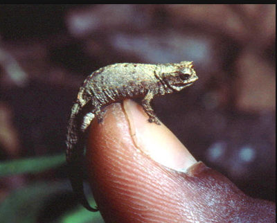 Beensiest Chameleon.jpg