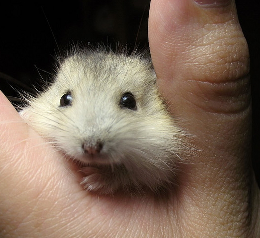 Butternut pumpkin.jpg