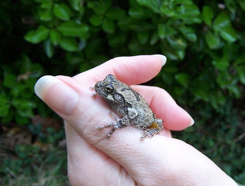 Cope's tree frog.jpg