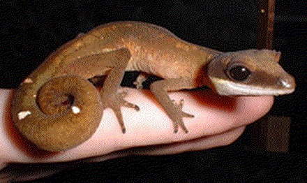 Fattest curliest tailed gecko.jpg