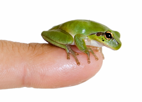Finger frog II.jpg