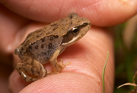 Frog or toad.jpg