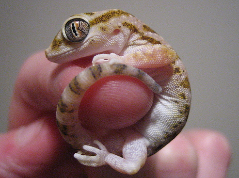 Gecko ring.jpg