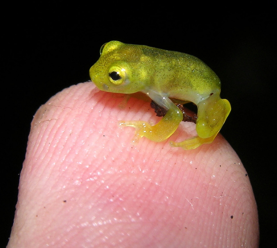 Glass frog.jpg