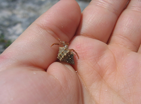 Hermit Crab.jpg