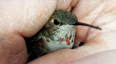 Hummingbird.jpg