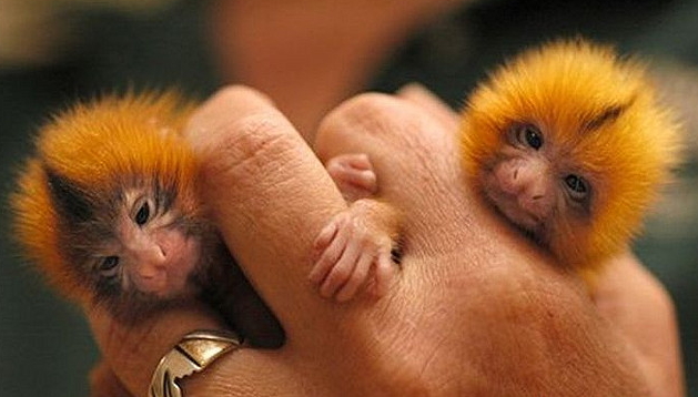Insanely tiny monkeys.jpg