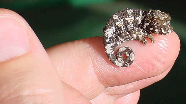 Jackson chameleon.jpg