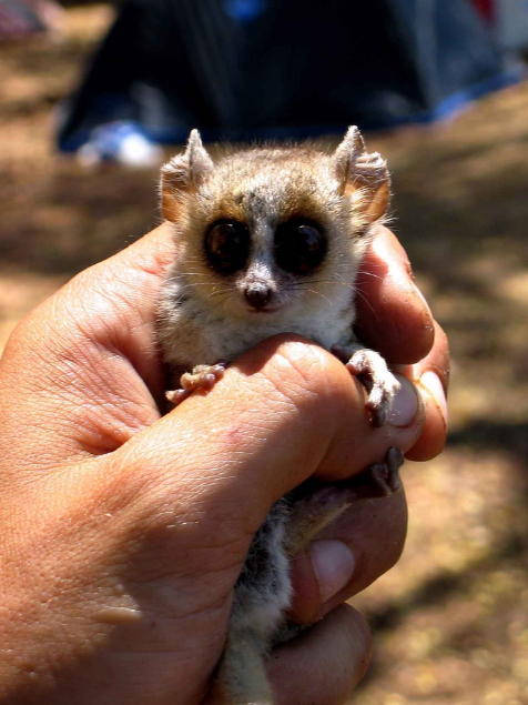 Mouse lemur.jpg