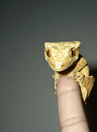 New Calodonian Crested Gecko.jpg