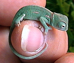 Nasty fingernail chameleon.jpg