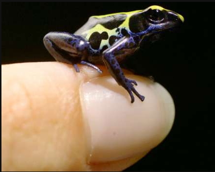 Poison Arrow frog.jpg