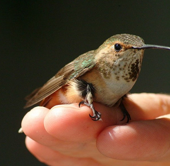 Pet Hummingbird.jpg