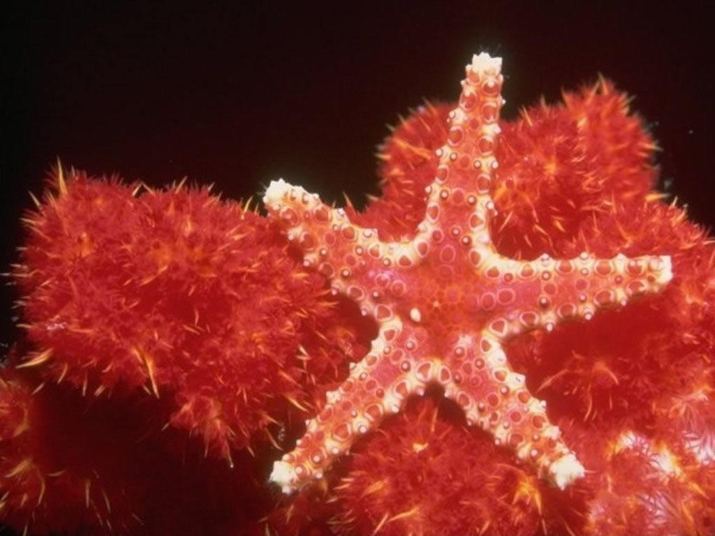 Albatrossaster richardi.jpg