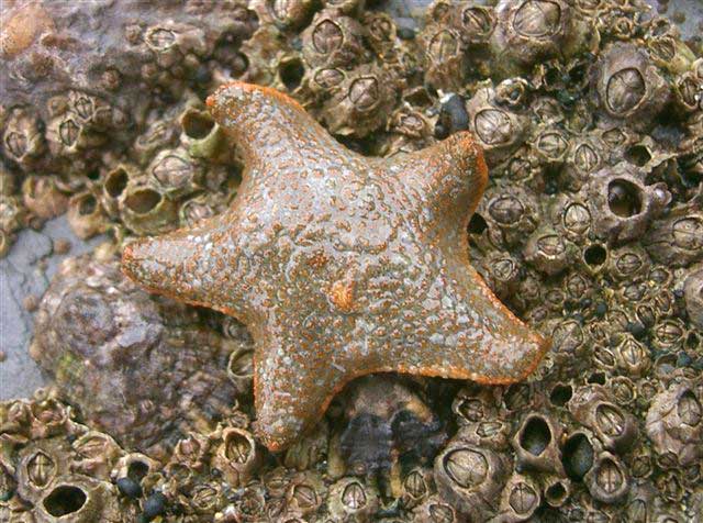 Asterina gibbosa.jpg