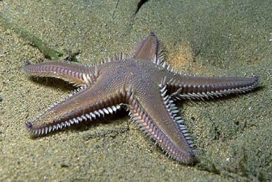 Astropecten.jpg