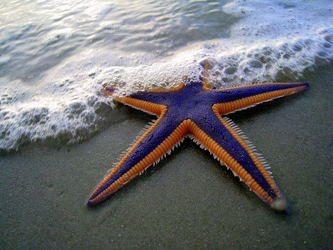 Astropecten2.jpg