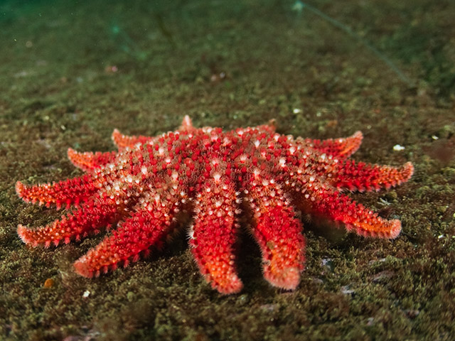 Crossaster papposus.jpg