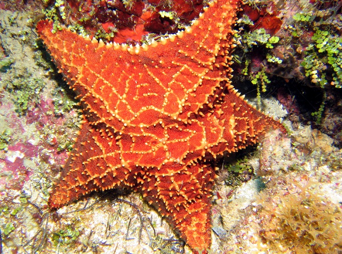 Oreaster reticulatus.jpg