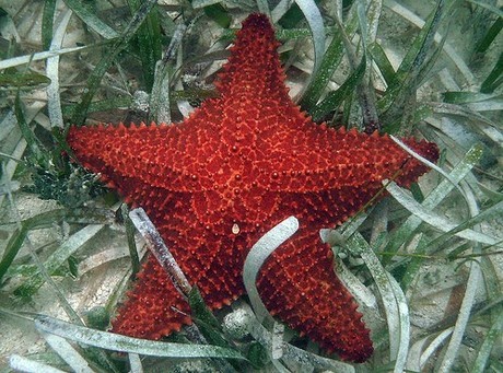 Oreaster reticulatus2.jpg