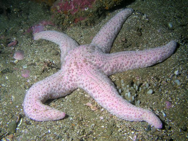 Pisaster brevispinus.jpg