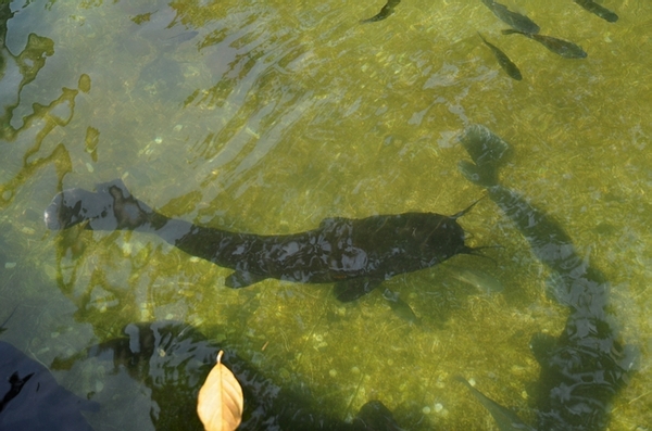 DSC_0633.JPG