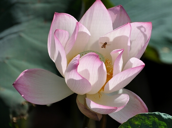DSC_0651.JPG