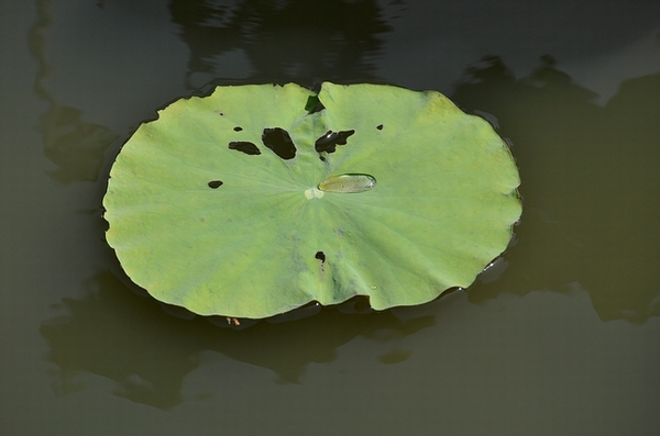 DSC_0666.JPG