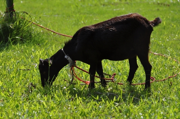 DSC_0678.JPG