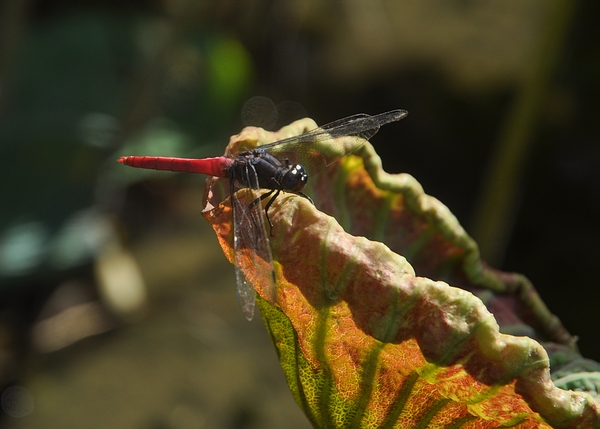 DSC_0714.JPG