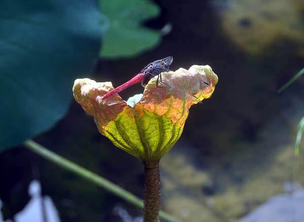 DSC_0710.JPG