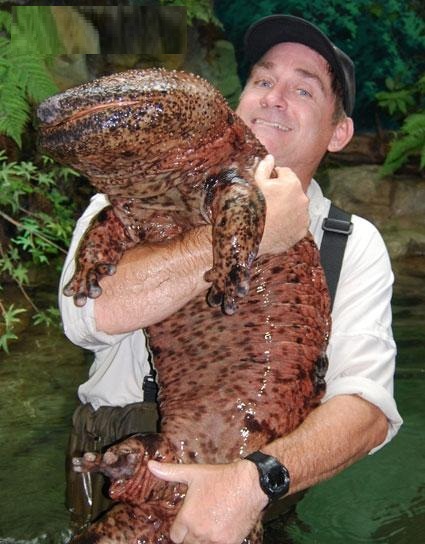 Andrias davidianus.jpg