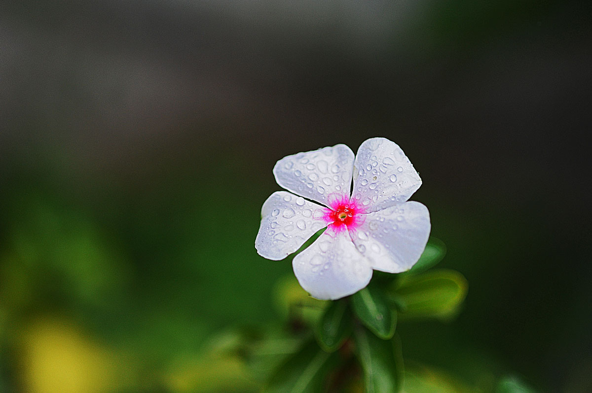 dewflower.jpg