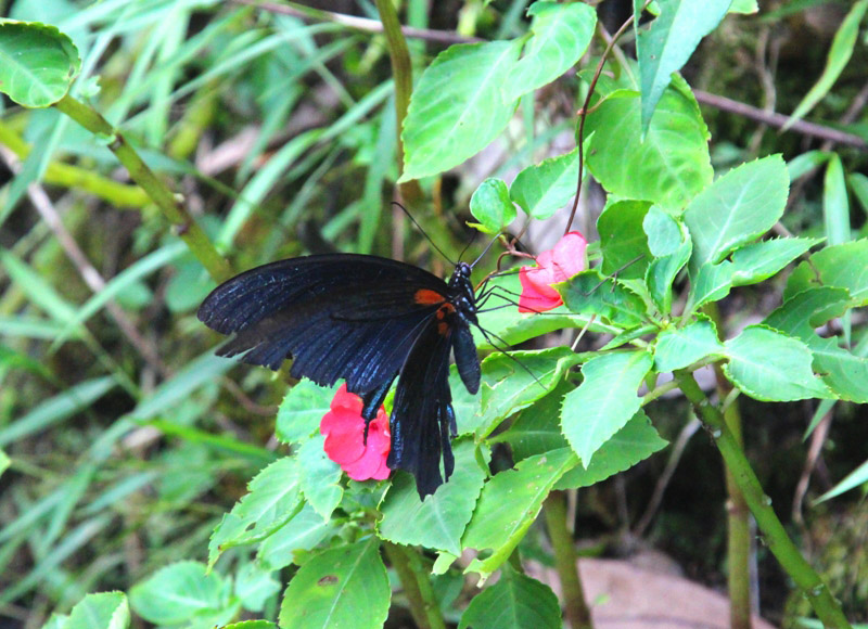IMG_7846.jpg