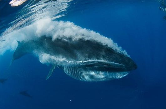 布氏鯨2.jpg