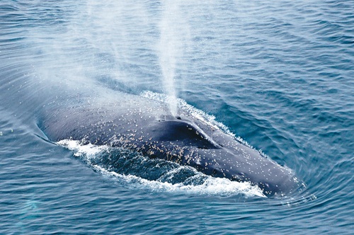 鯨噴.jpg