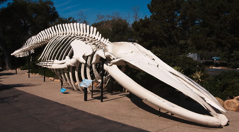 藍鯨骨架S.jpg