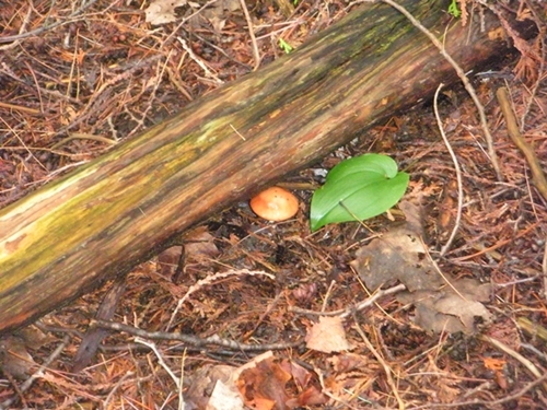 DSCN9050.JPG