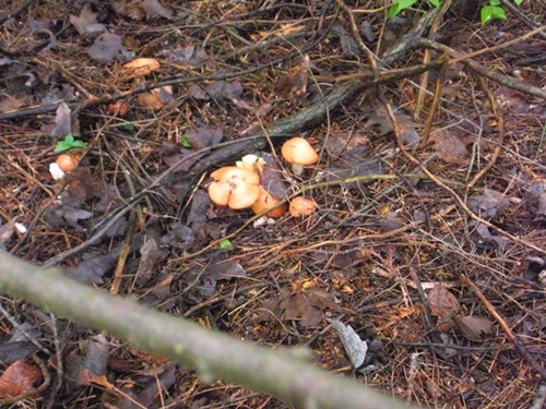 DSCN9056.JPG