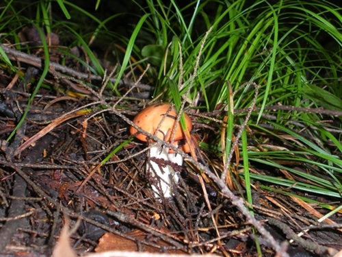 DSCN9060.JPG