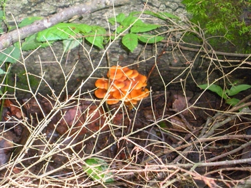 DSCN9063.JPG