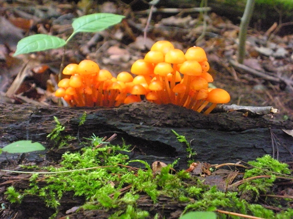 DSCN9069.JPG