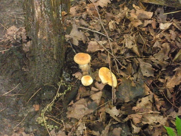 DSCN9087.JPG
