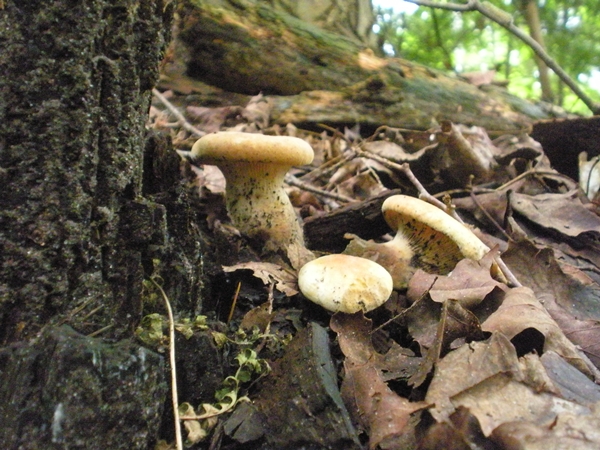 DSCN9088.JPG