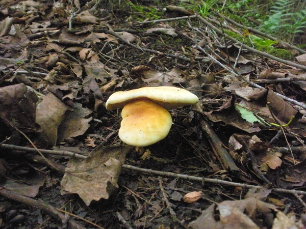 DSCN9089.JPG
